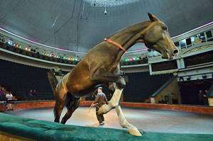 Ахалтекинская цирковая лошадь