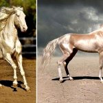 ахалтекинская лошадь
