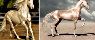 Akhal-Teke horse