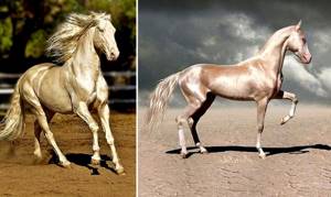ахалтекинская лошадь