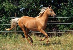 ахалтекинская порода лошадей характеристика