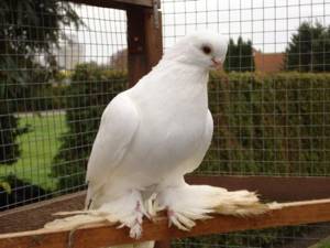 Армавирская порода голубей: происхождение и описание