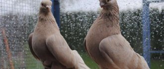 Армавирские голуби