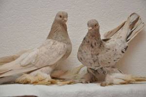 Армавирские голуби