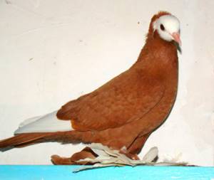 Армавирский голубь