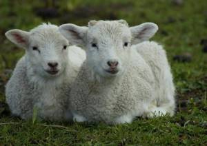 баран и овца
