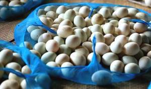 белые яйца уток пекинской породы