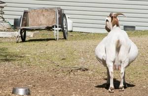 беременная коза