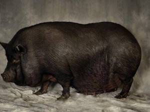 Беременность вьетнамских свиней