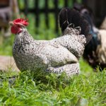 Борковская Барвистая порода кур