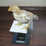 Бройлер на весах
