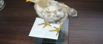 Broiler on scales