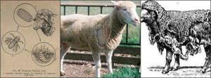 Чем обработать овец от клещей и вшей, препараты и народные средства
