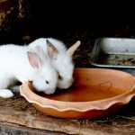 Чем поить кроликов