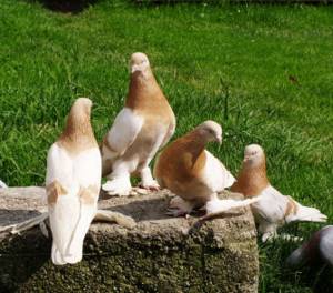 Чешские голуби