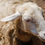 Чесоточный клещ у овцы