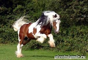 Цыганская-лошадь-Описание-особенности-уход-и-цена-цыганской-лошади-4