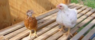 Цыпленок несушки и цыпленок бройлер одного возраста: сравнение.