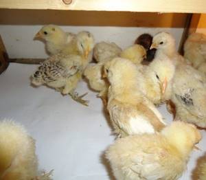 Цыплята набирают основную массу в первые два месяца после вылупливания