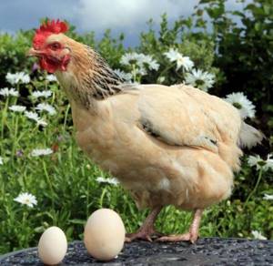 Даже обычная курица способна снести гигантское яйцо