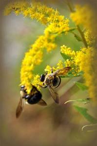 Дикие пчелы намного производительнее и выносливее других своих собратьев