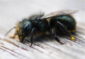Дикие пчелы - вымирающий вид, люди делают все возможное, чтобы сохранить их