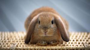 Длительность жизни вислоухого кролика