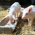 The addition of premixes improves pig productivity and health while reducing feed consumption