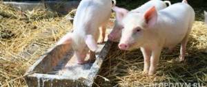 Добавление премиксов улучшает продуктивность свиней и состояние их здоровья при снижении расхода кормов