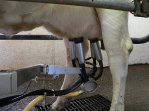 домашний доильный аппарат для коров