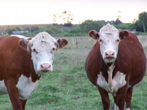Две коровы герефордской породы