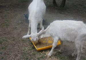 две козы едят