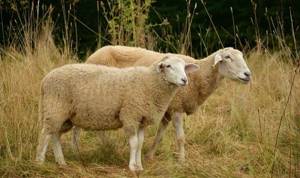 две овечки