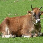 Джерсейская порода коров