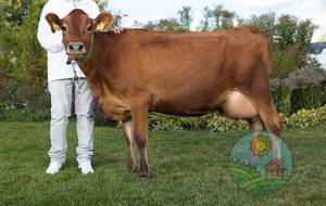 Джерсейская порода коров с фермы Земля друзей фото 1
