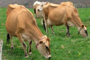 Джерсейские коровы кушают траву
