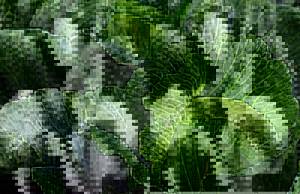 Фото капустных кочанов