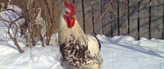 Гамбургские куры хорошо приспосабливаются к любым условиям