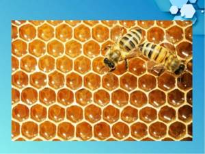 Геометрия пчелиных сот: размеры и форма ячеек