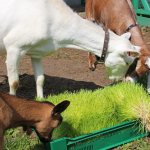 гидропонные корма для коз