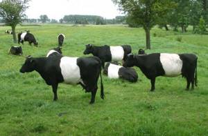 Голландские коровы на лугу