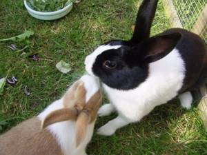 Голландские кролики - самец и самка