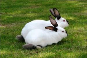 Горностаевый - Меховые породы кроликов