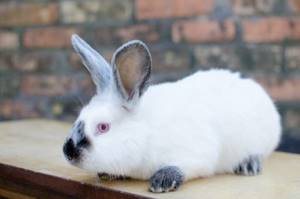 Характеристики кролика хиплус