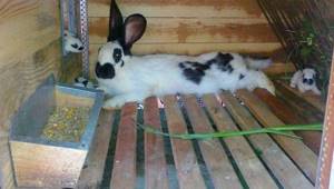 Хорошие условия жизни кролика являются профилактикой возникновения инфекций