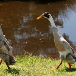 Индийские бегунки - хорошие пловцы