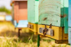 Изготовление 10 рамочного улья дадан и содержание пчел
