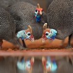 Как отличить самца цесарки от самки