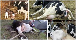 как поднять корову после залеживания без лебедки