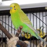 как поймать попугая вне клетки